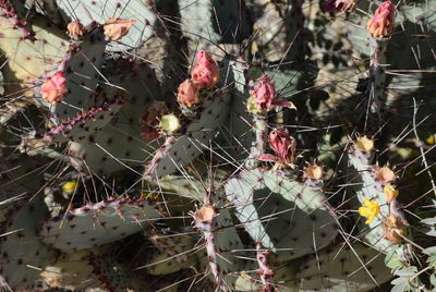 Close-up of spider web on plants