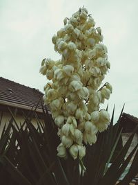 Low angle view of flowering plants against sky