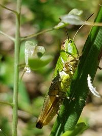 Close-up of insect on leaf