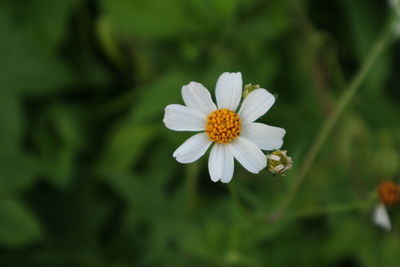 Close-up of white flowering plant