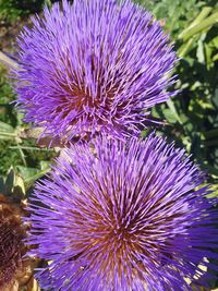 Close-up of purple thistle flower