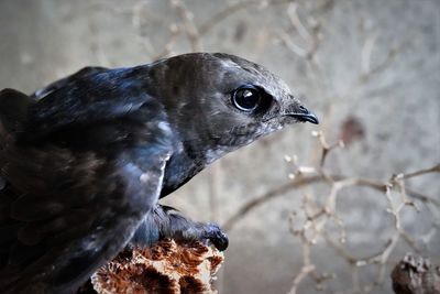 Close-up of a bird