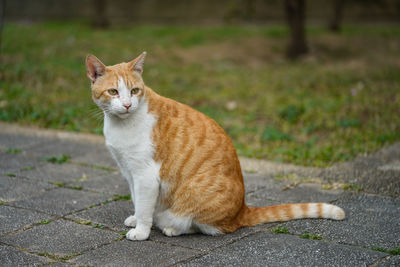 Portrait of cat sitting on footpath