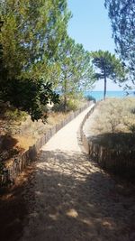 Empty pathway along trees