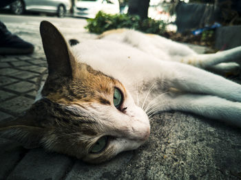 Close-up of a cat