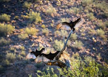 Close-up of eagle flying against blurred background