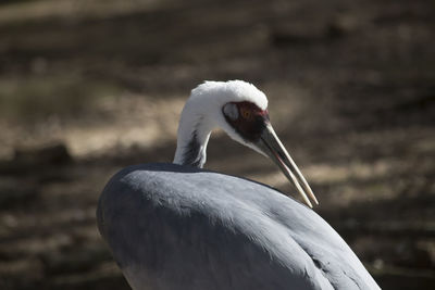 Sandhill crane antigone canadensis grooming