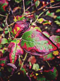 Close-up of autumn leaves