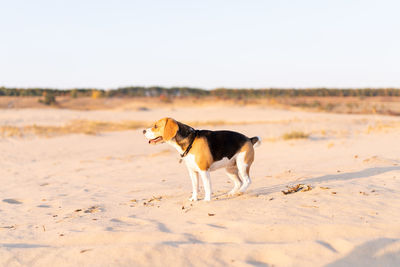Dog running on beach