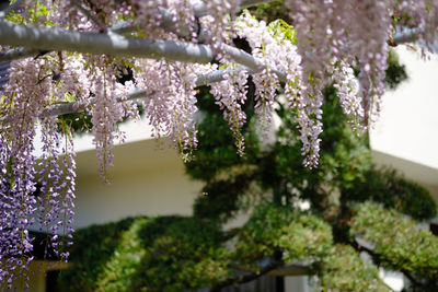 Close-up of wisteria blossom tree