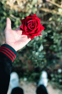 Close-up of hand holding rose