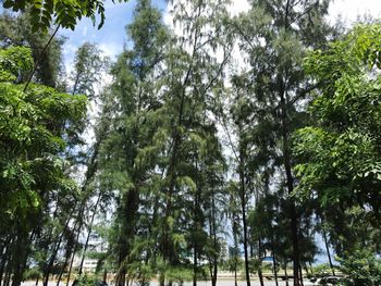 Low angle view of trees against sky