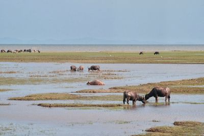 Water buffalo grazing in thailand