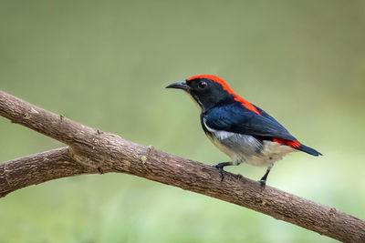 Low angle view of bird perching on branch