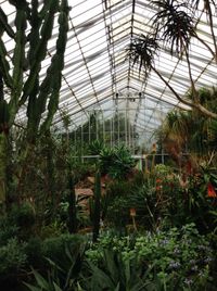 Plants growing in greenhouse