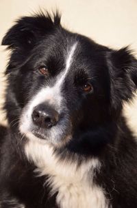 Close-up portrait of border collie