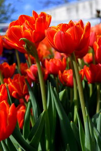 Close-up of red flowers blooming outdoors