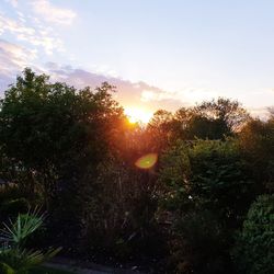 Trees against sky during sunset