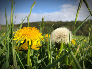 Close-up of yellow dandelion flower on field