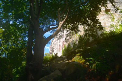 Low angle view of trees in forest