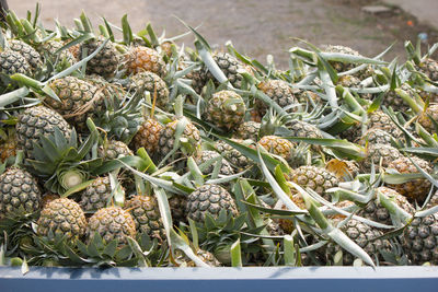 Pineapple for sale at market