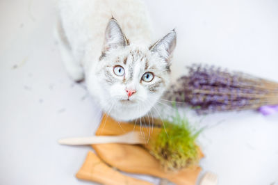 Close-up portrait of a cat