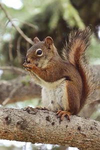 Close-up of squirrel