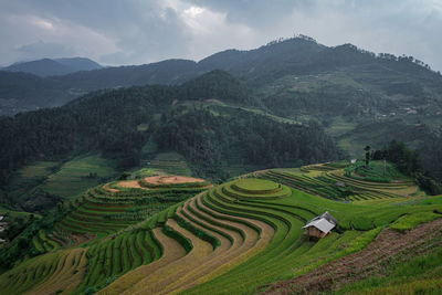 Viewpoint terraced rice fields the morning sun shines on the rice fields.at mu cang chai in vietnam.