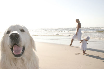 Dog on beach against clear sky