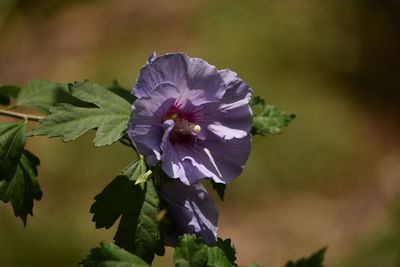 Close-up of purple flowering plant