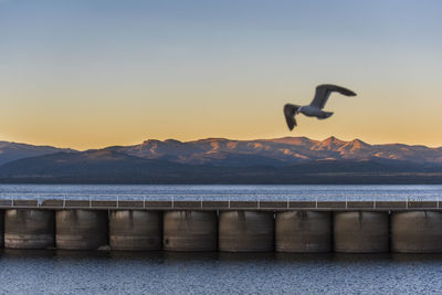 Bird flying over sea against sky during sunset