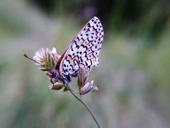 Close-up of butterfly on flower