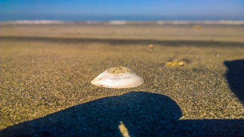 Close-up of seashell on sand at beach