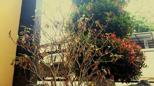 Close-up of potted plants against building