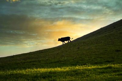 Silhouette of a horse on field