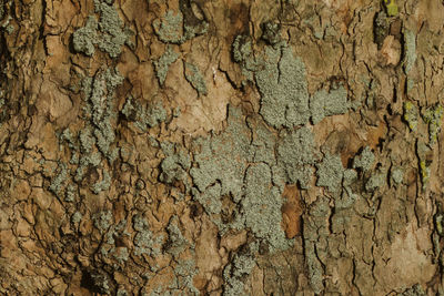 Full frame shot of weathered tree trunk