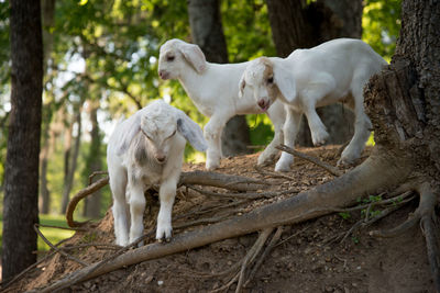 Three baby goats on hill