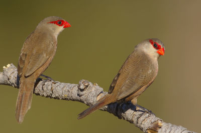 Close-up of birds perching on branch