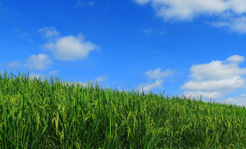 Rice field against blue sky