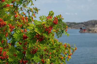 Plants by sea against sky