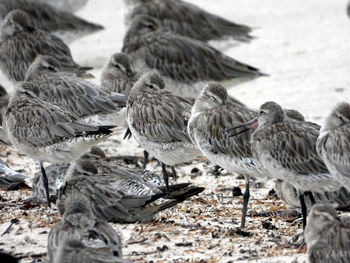 Close-up of seagulls