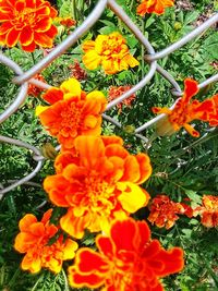 High angle view of orange flowers