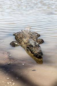 Close-up of alligator in shallow water