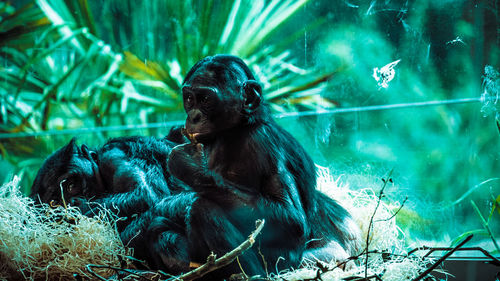 Two people sitting in zoo