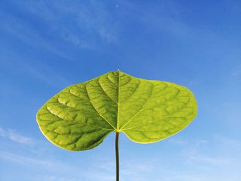 Low angle view of green leaves against blue sky