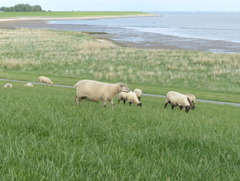 Sheep grazing in a field