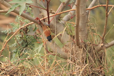 Close-up of fruit growing on tree