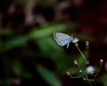 Close-up of butterfly pollinating on flower