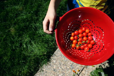 Midsection of person holding cherry tomatoes in container at backyard