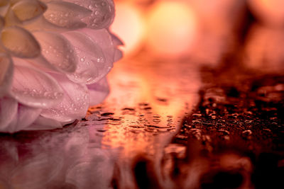 Close-up of water drops on leaf